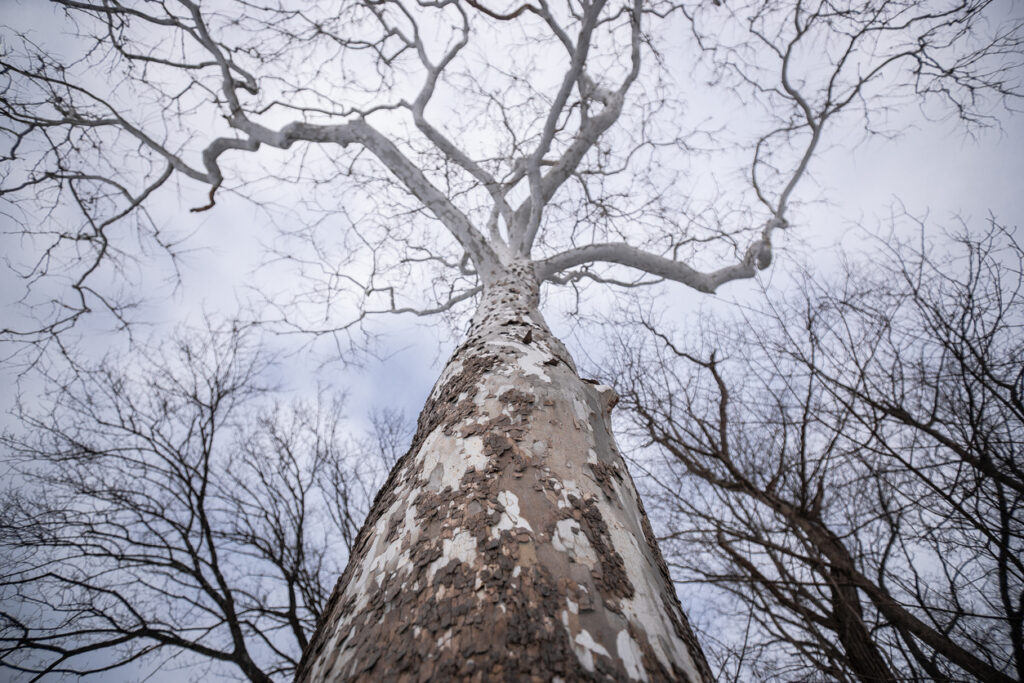 Looking up at the bark and barren branches of a sycamore tree, set against a cloudy sky.