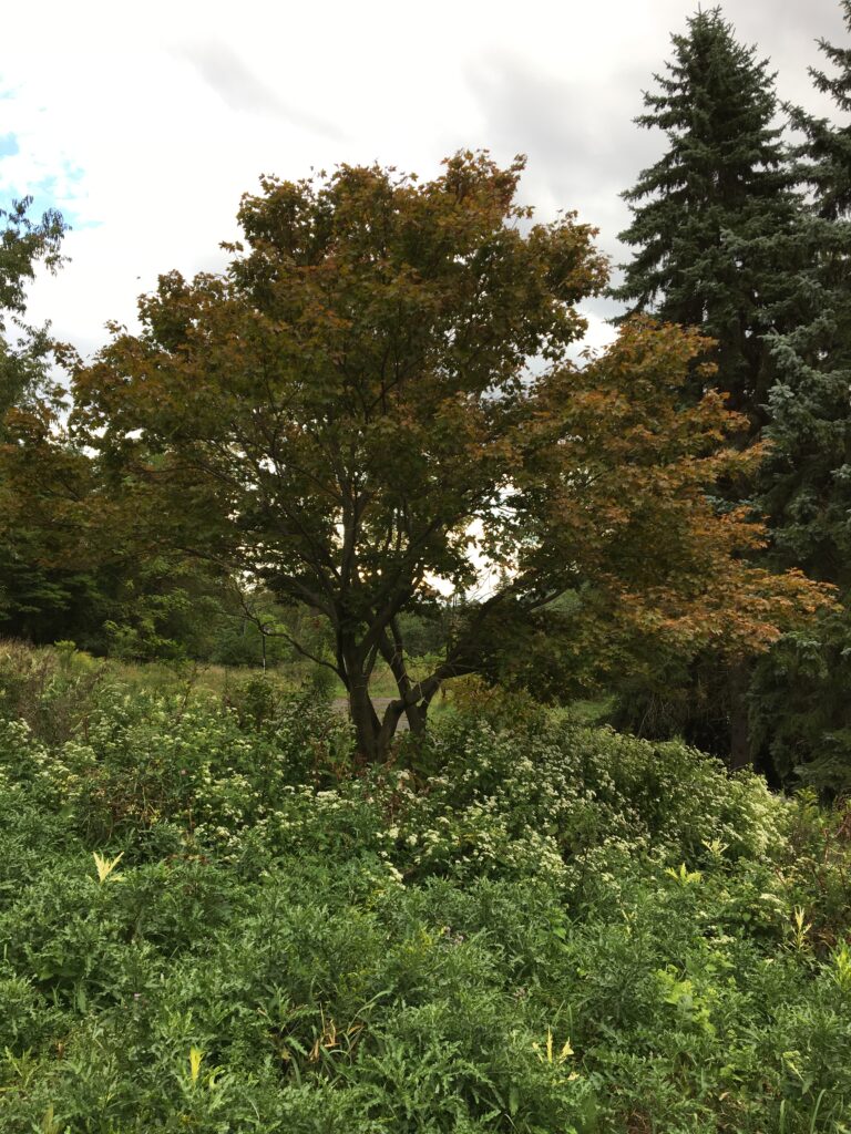 Japanese Maple, Acer palmatum tree