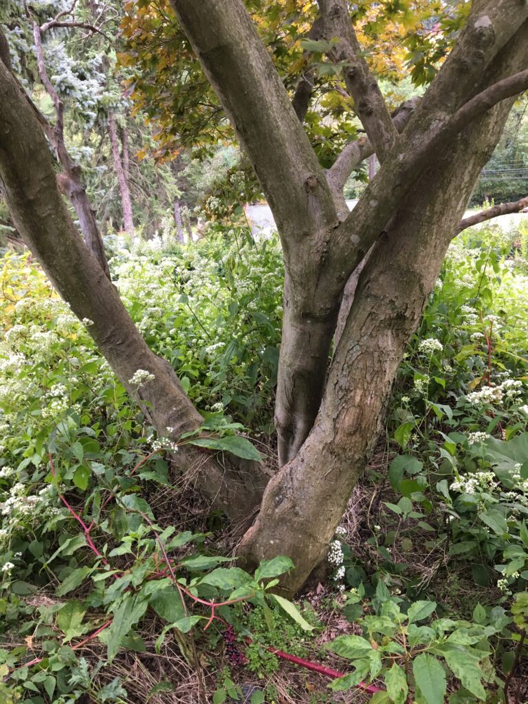 Japanese Maple, Acer palmatum branches