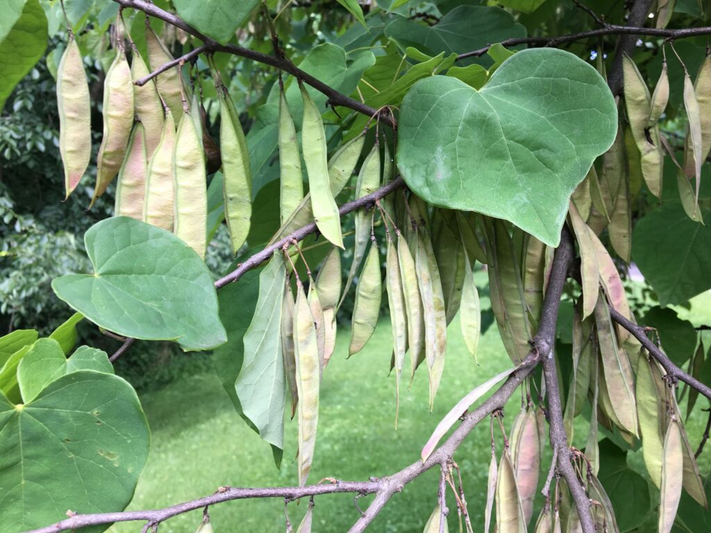 Eastern Redbud, Cercis canadensis seeds haning from tree