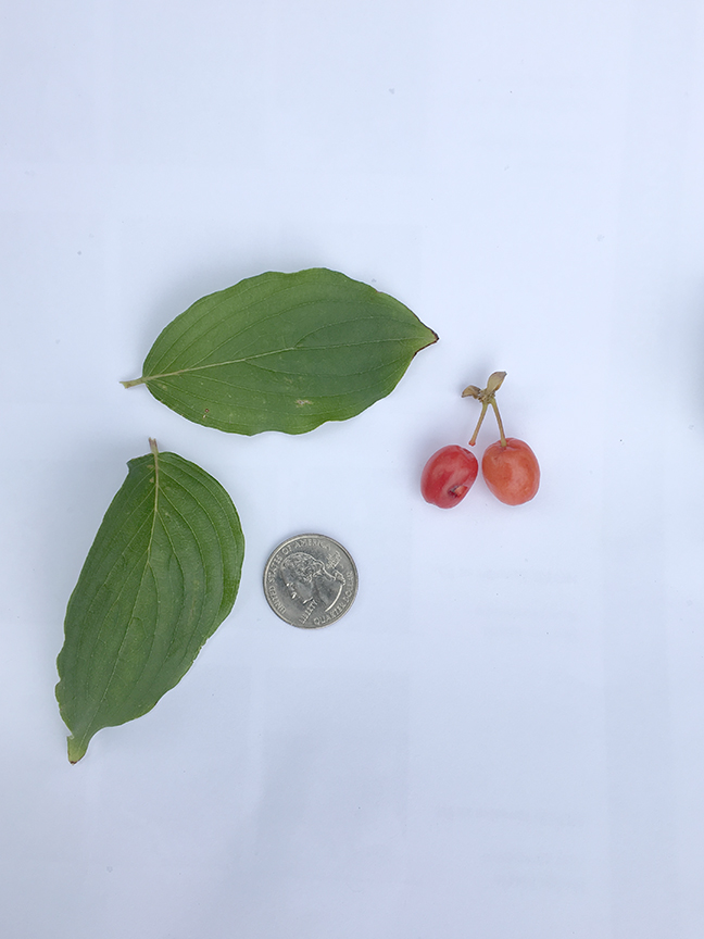 Cornelian Cherry Dogwood, Cornus mas leaves and buds in relation to quarter
