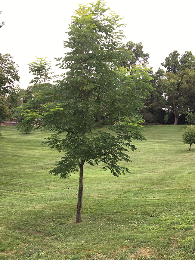 Kentucky Coffeetree, Gymnocladus dioicus tree