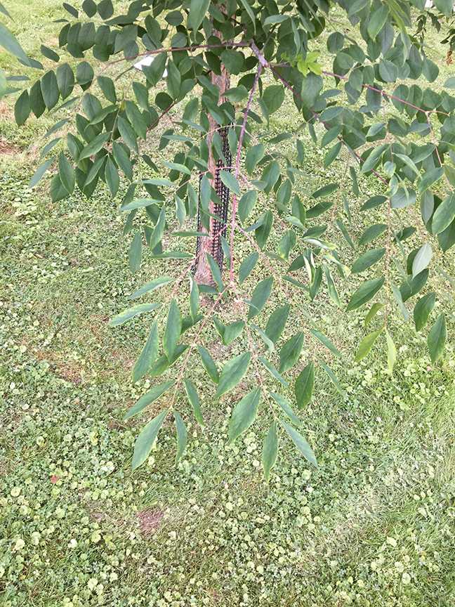 Kentucky Coffeetree, Gymnocladus dioicus leaves