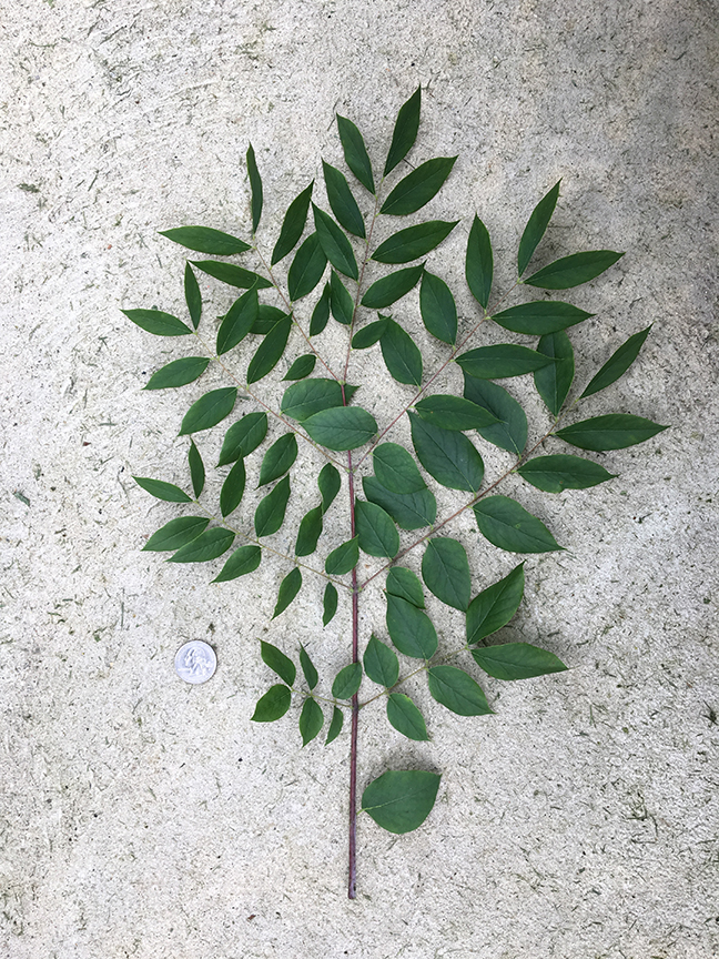Kentucky Coffeetree, Gymnocladus dioicus leaves in relation to quarter