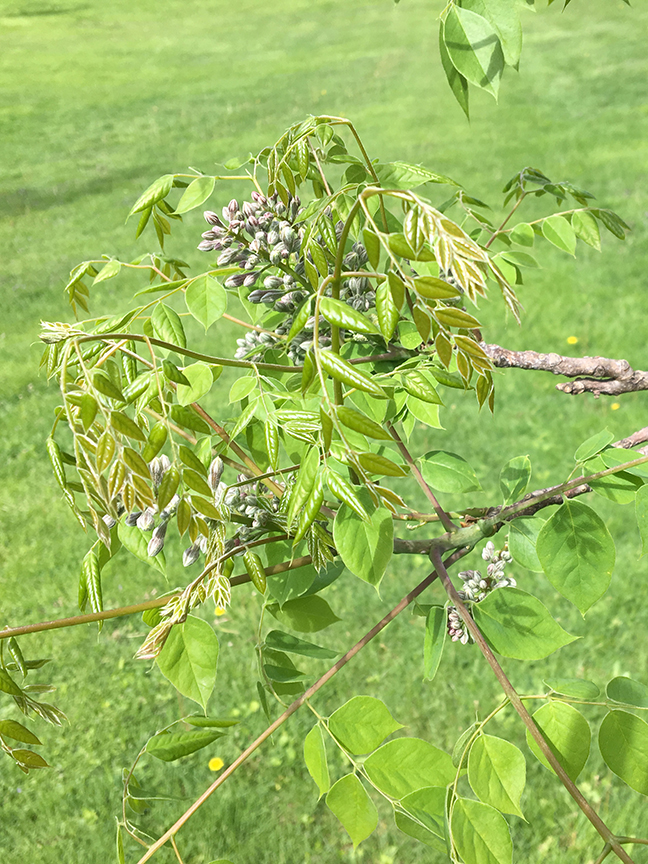 Kentucky Coffeetree, Gymnocladus dioicus leaves and buds