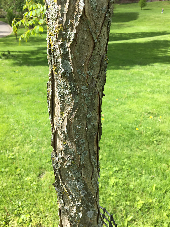 Kentucky Coffeetree, Gymnocladus dioicus bark