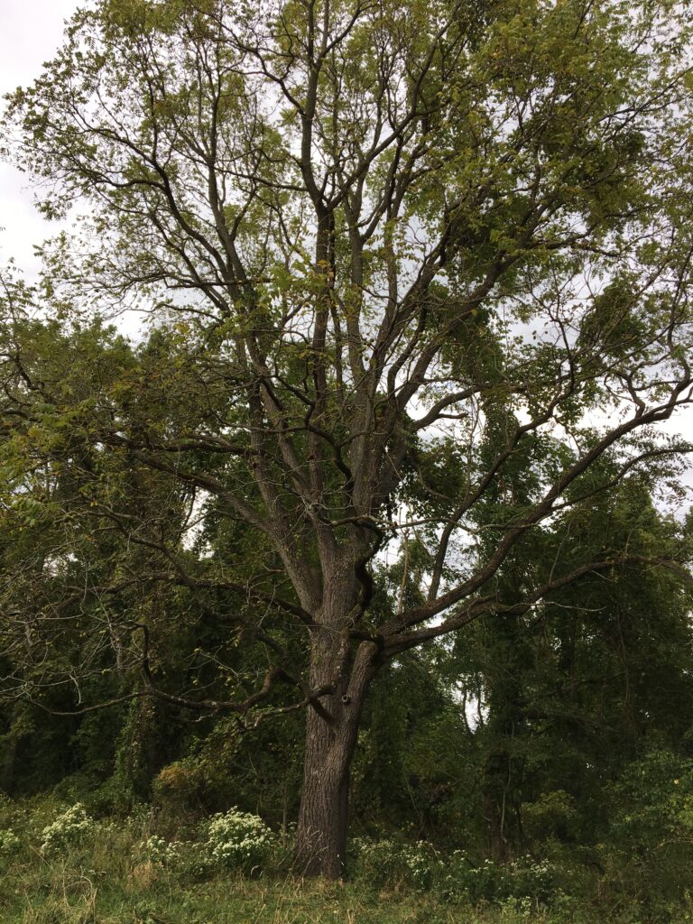 Black walnut, Juglans nigra tree