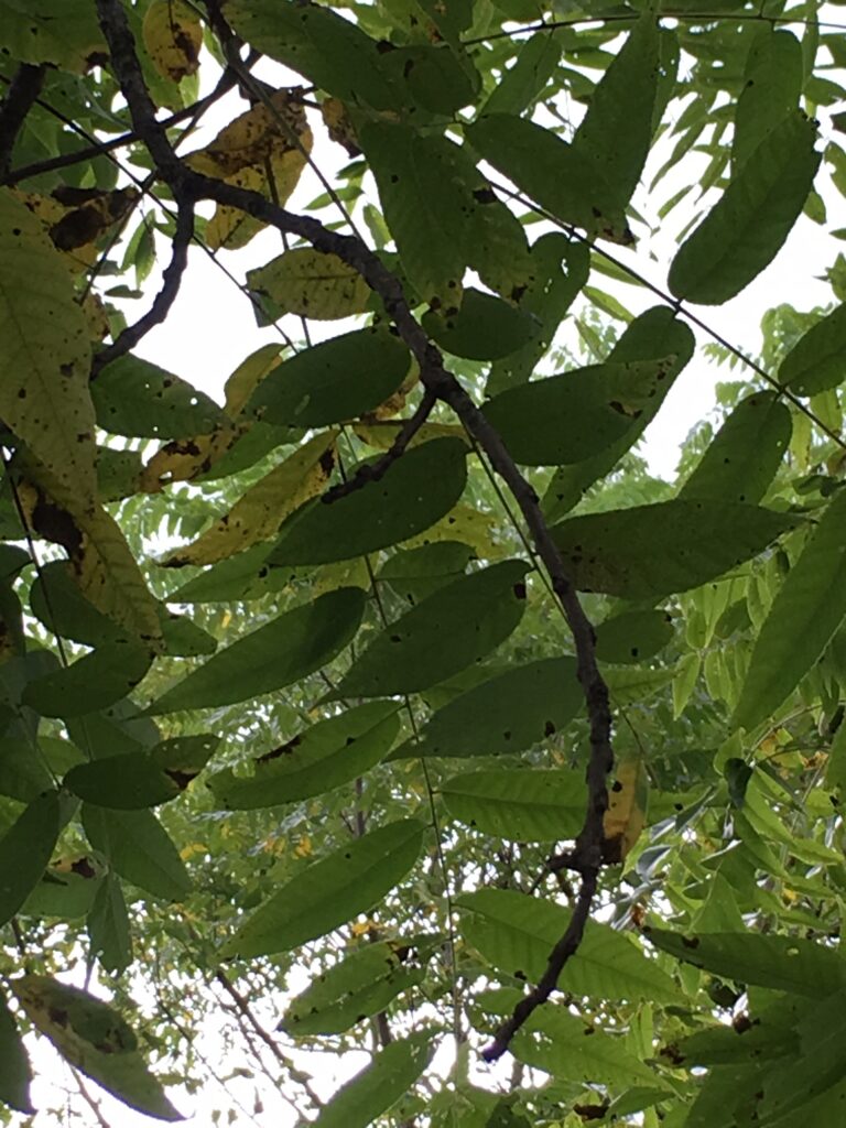 Black walnut, Juglans nigra leaves