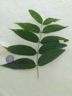 Black walnut, Juglans nigra leaves in relation to quarter