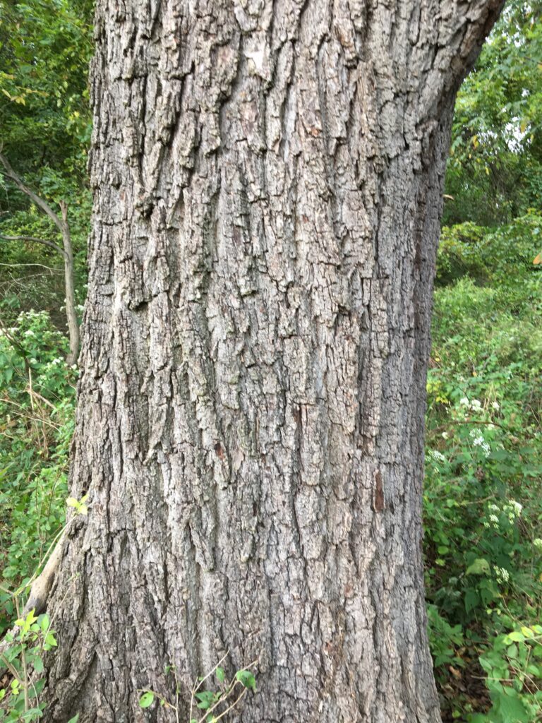 Black walnut, Juglans nigra bark