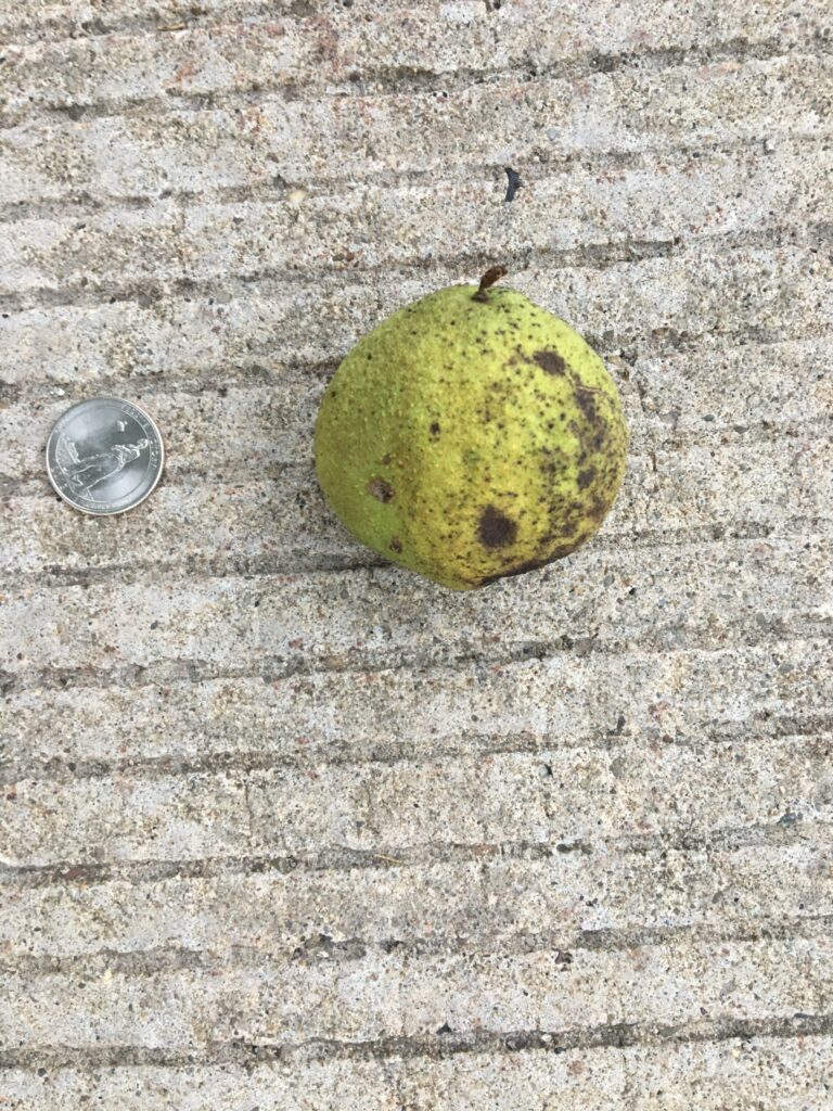 Black walnut, Juglans nigra nut