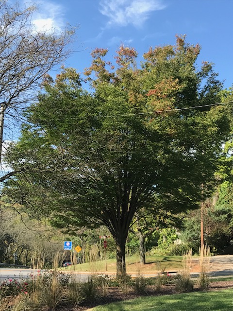 Japanese Zelkova, Zelkova serrata tree