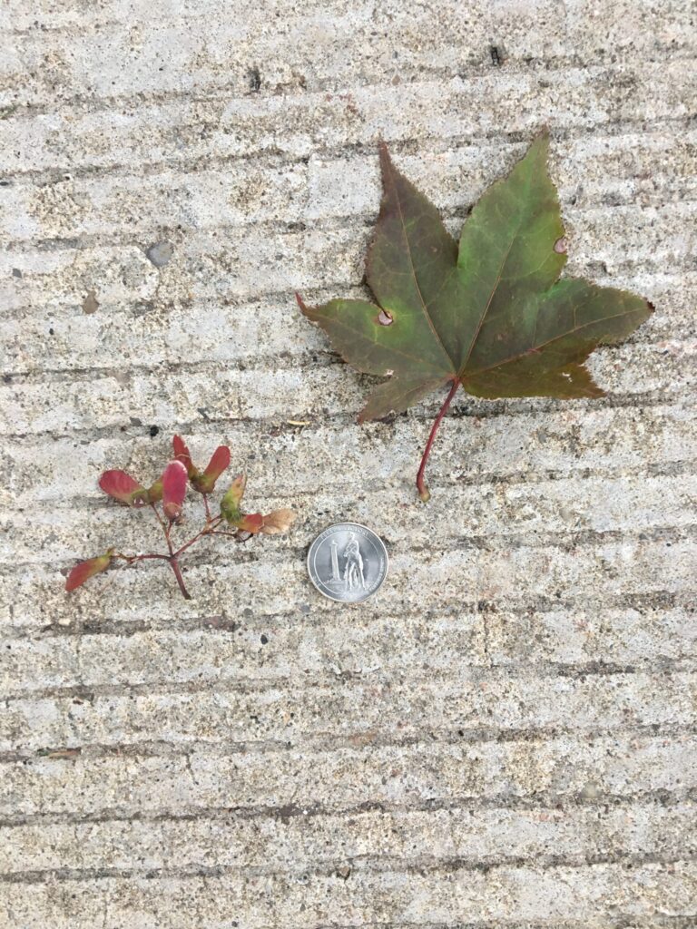 Japanese Maple, Acer palmatum leaves in relation to quarter