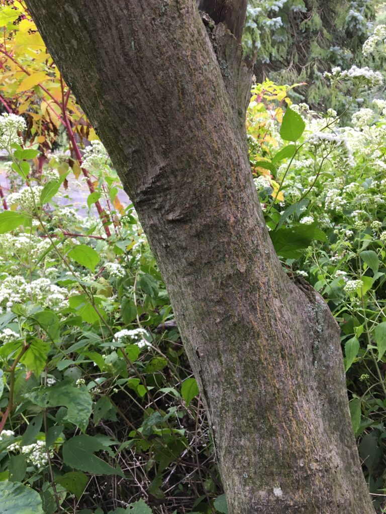 Japanese Maple, Acer palmatum bark