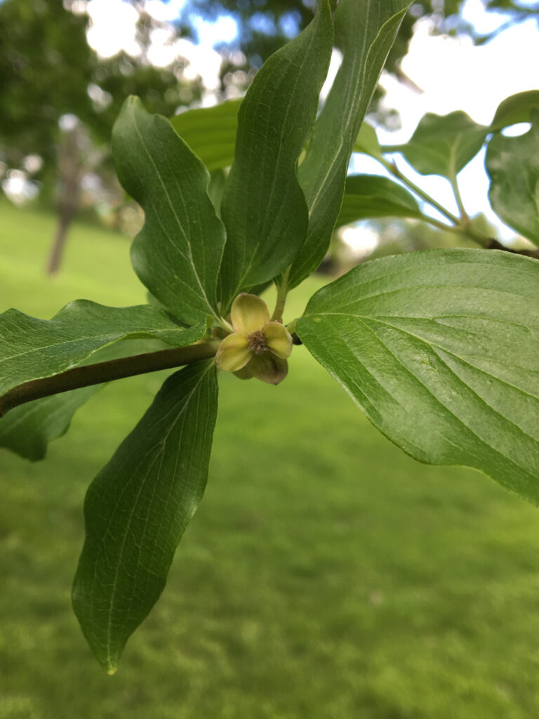 Cornelian Cherry Dogwood, Cornus mas leaves and bud