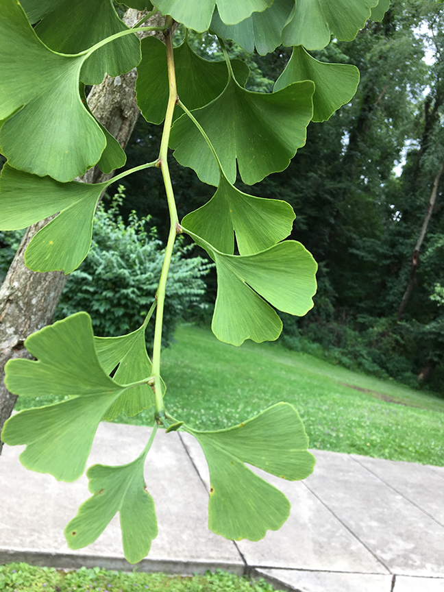 Ginkgo or Maidenhair, Ginkgo biloba branch with leaves