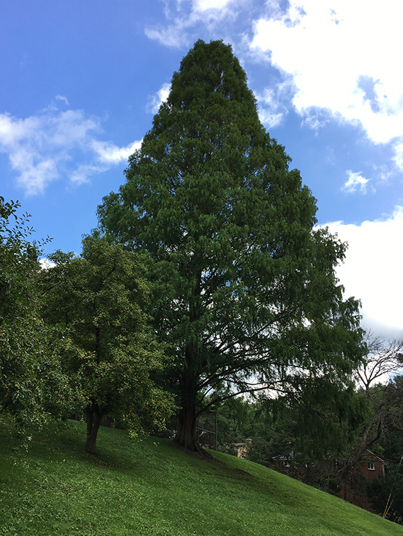 Dawn Redwood, Metasequoia glyptostroboides tree