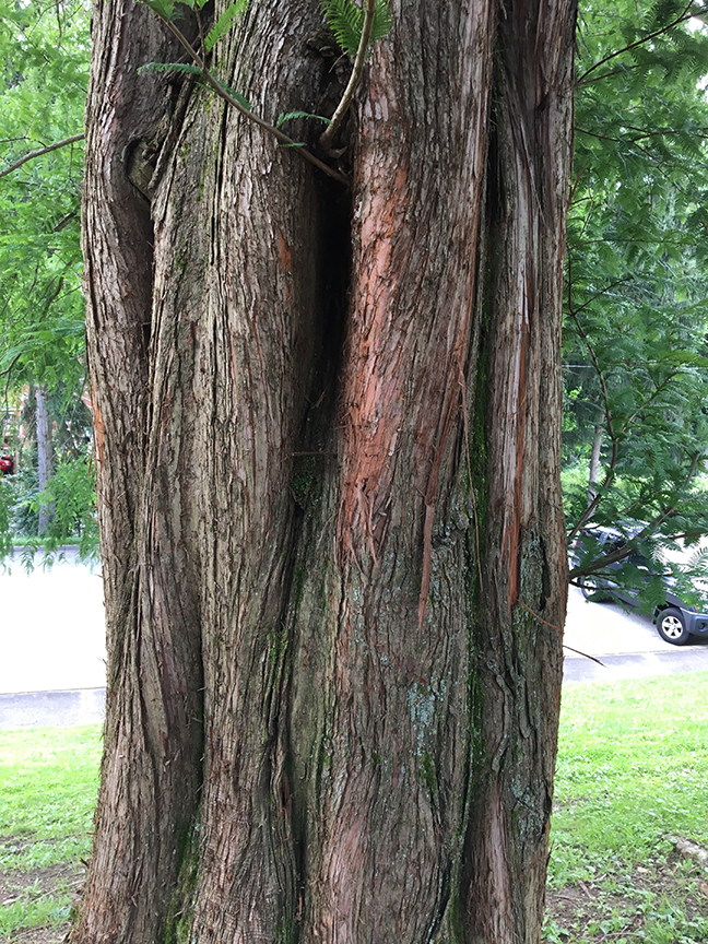 Dawn Redwood, Metasequoia glyptostroboides bark