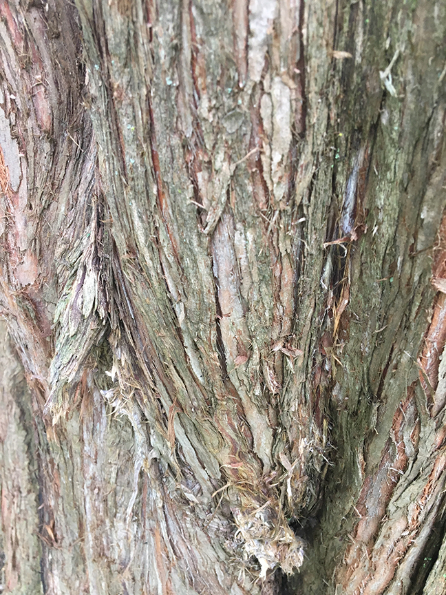 Dawn Redwood, Metasequoia glyptostroboides closeup of bark
