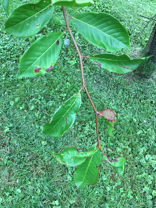 Black Gum, Nyssa sylvatica leaves