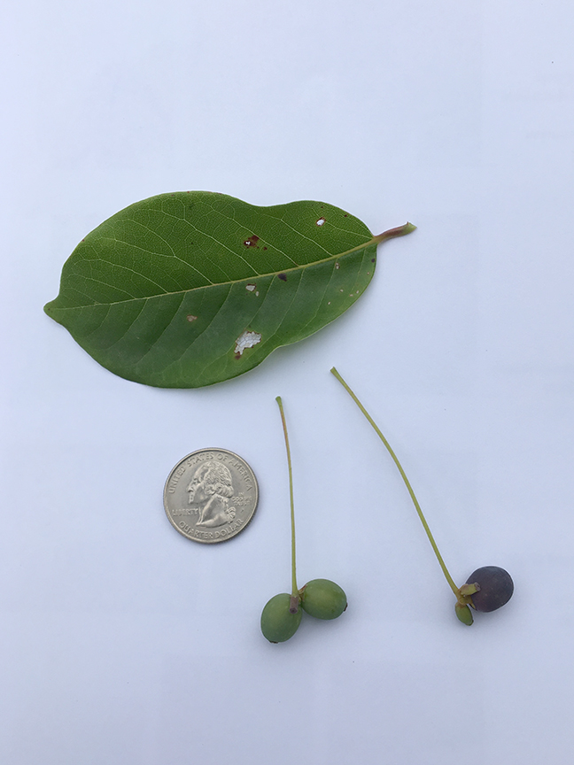 Black Gum, Nyssa sylvatica leaf and seeds in relation to a quarter