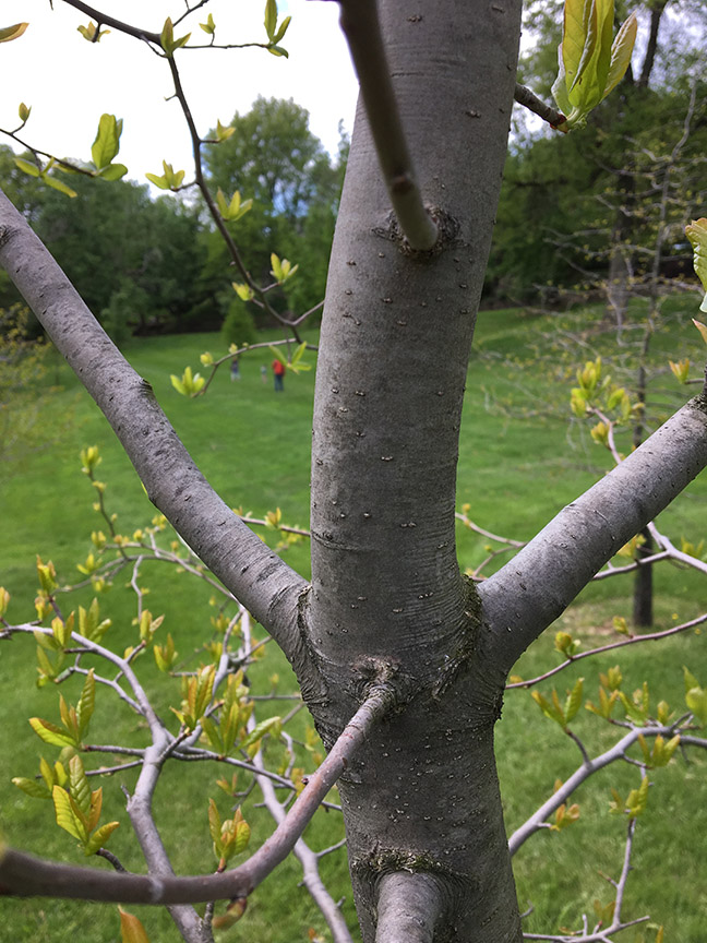 Black Gum, Nyssa sylvatica branches and bark