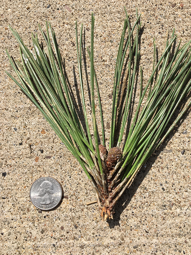 Japanese Black Pine, Pinus nigra needles and bud in relation to quarter