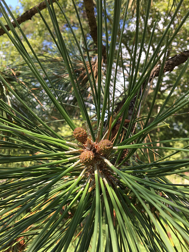 Japanese Black Pine, Pinus nigra needs and bud on tree