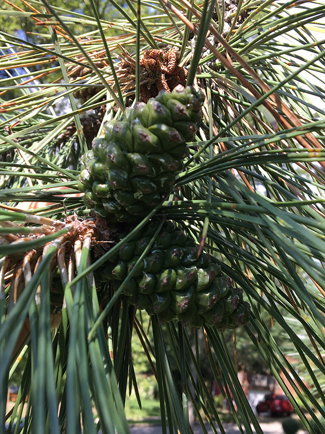 Japanese Black Pine, Pinus nigra pinecone on tree
