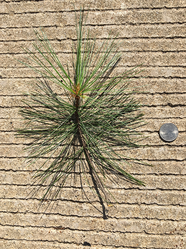 Eastern white pine, Pinus strobus, needles in relation to quarter