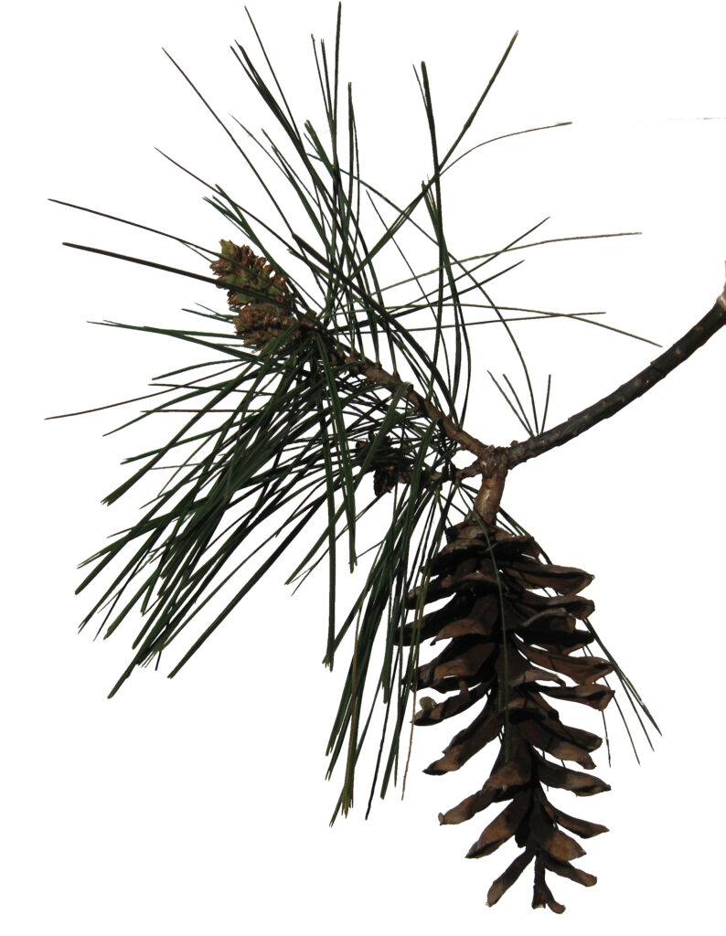Eastern white pine, Pinus strobus pine cone