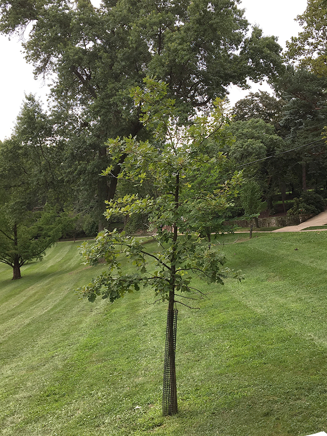 Burr Oak, Quercus macrocarpa tree