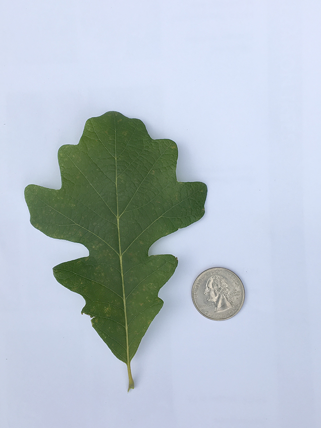 Burr Oak, Quercus macrocarpa leaf in relation to a quarter