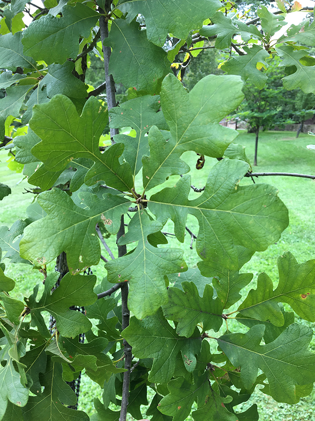 Burr Oak, Quercus macrocarpa leaves on tree