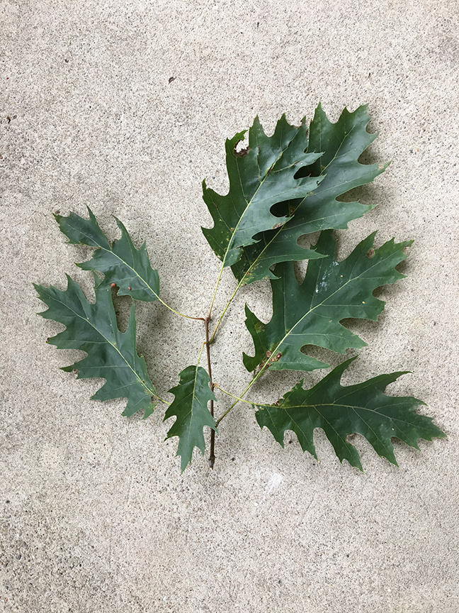 Eastern Red Oak, Quercus rubra leaf