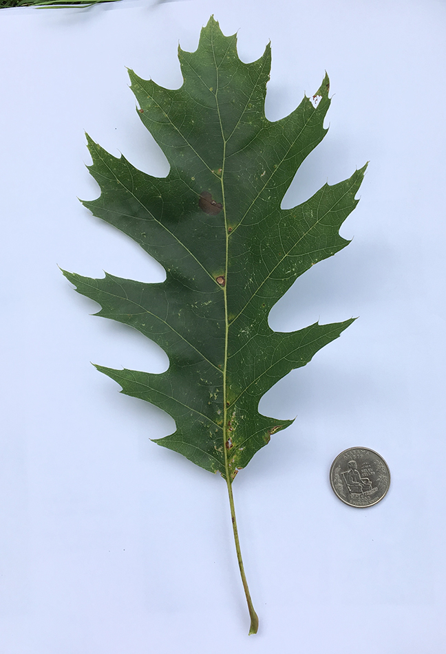 Eastern Red Oak, Quercus rubra leaf compared to quarter