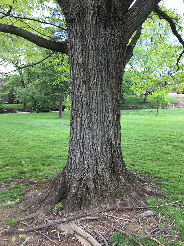 Eastern Red Oak, Quercus rubra bark