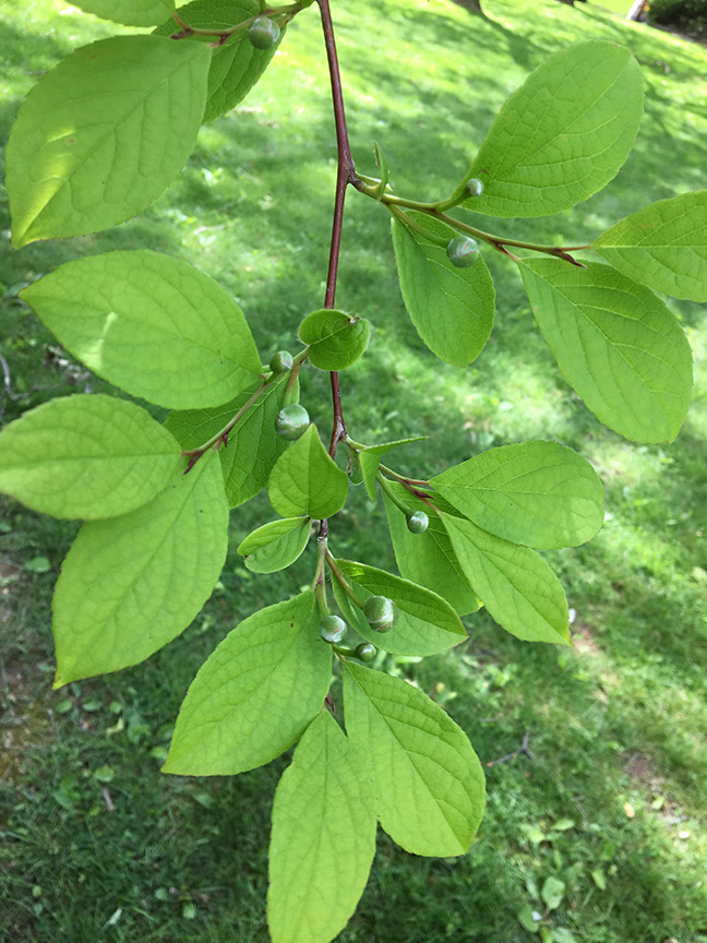 Japanese Stewartia, Stewartia pseudocamellia leaves on branch