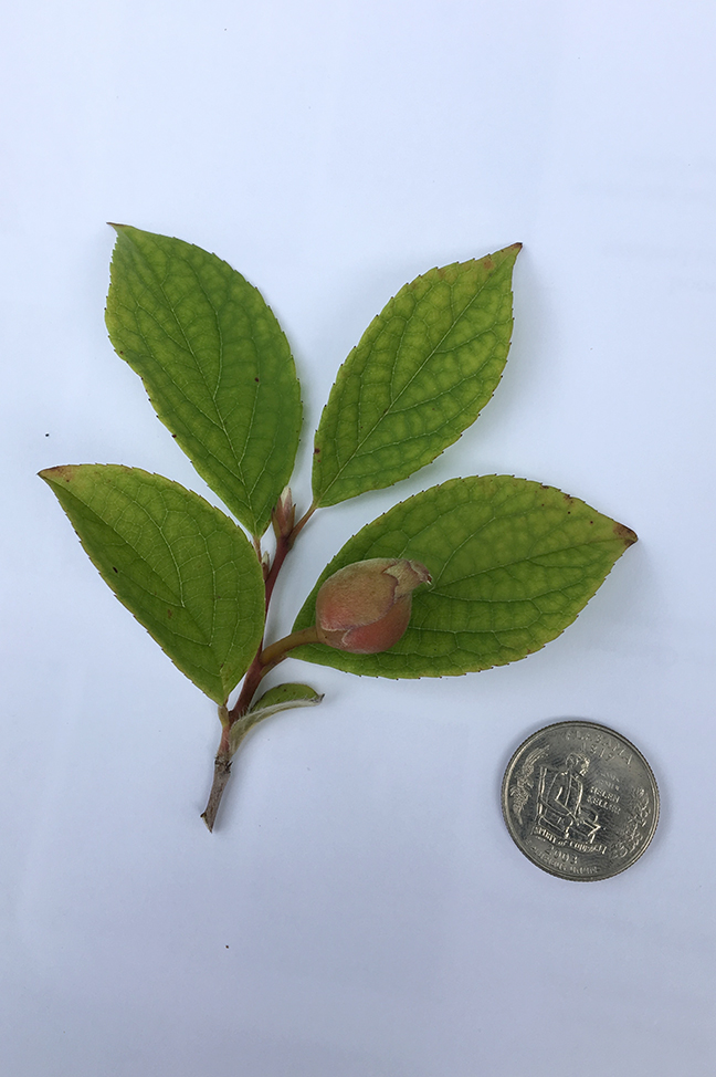 Japanese Stewartia, Stewartia pseudocamellia leaves and bud in relation to quarter