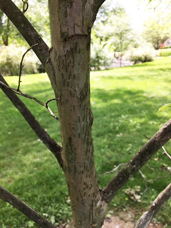 Japanese Stewartia, Stewartia pseudocamellia bark