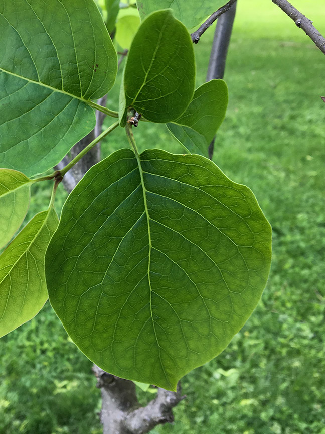 Ivory Silk Tree Lilac, Syringa reticulata leaf