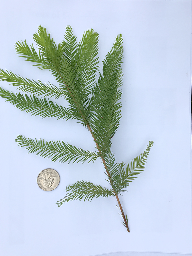Bald Cypress, aka. taxodium distichum, branch relative to quarter