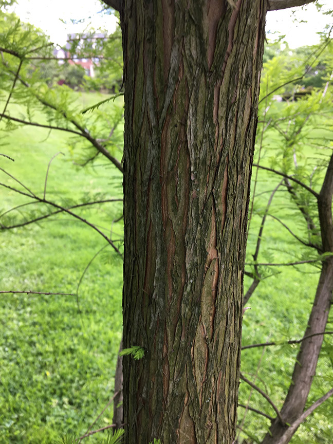 Bald Cypress, aka. taxodium distichum tree bark