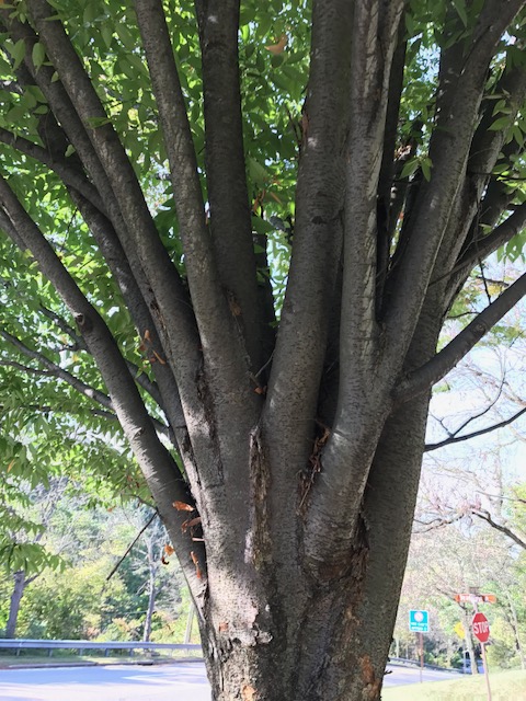 Japanese Zelkova, Zelkova serrata branches