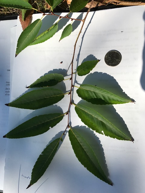 Japanese Zelkova, Zelkova serrata leaves in relation to quarter