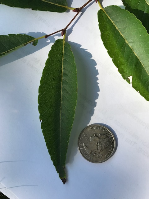 Japanese Zelkova, Zelkova serrata leaf in relation to quarter