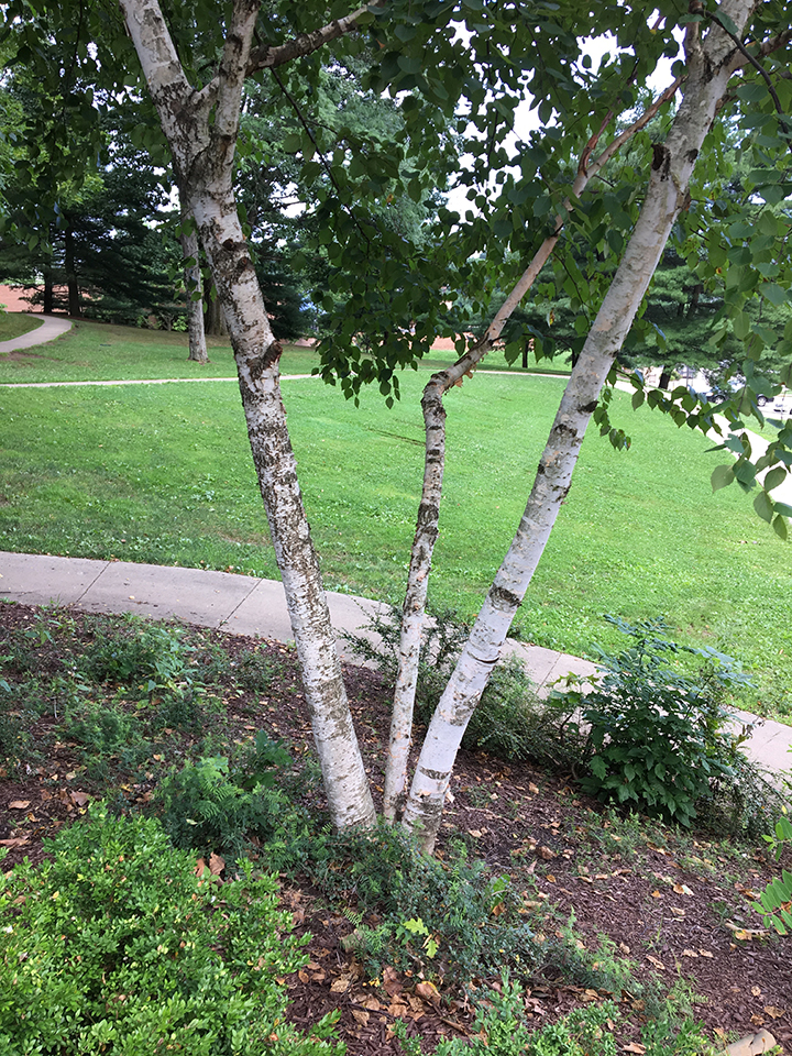 Paper Birch, "Betula papyrifera" tree