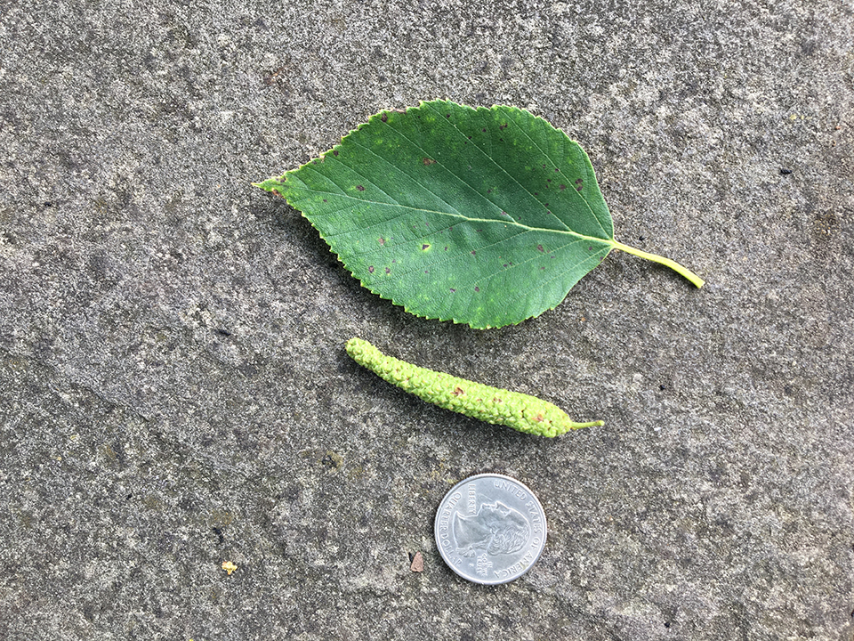 Paper Birch, "Betula papyrifera" leaf in comparison to quarter