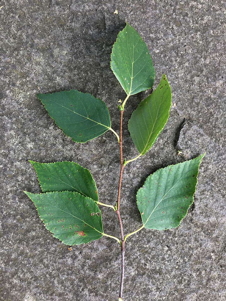 Paper Birch, "Betula papyrifera" twig and leaves