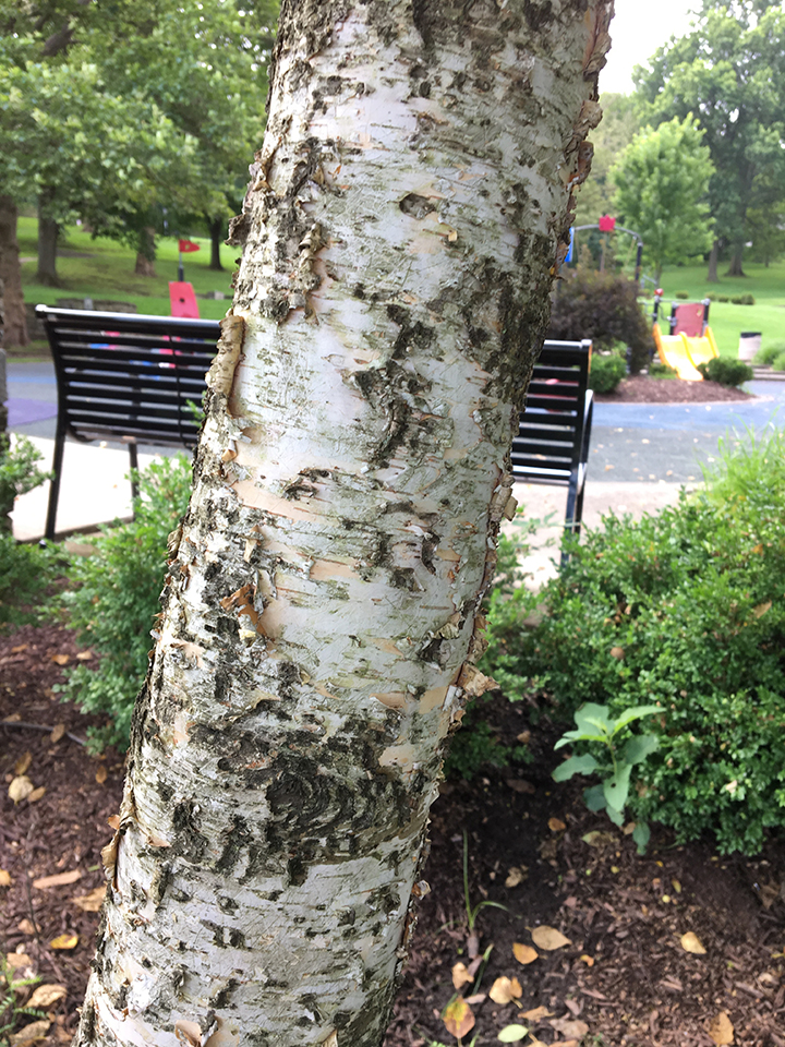 Paper Birch, "Betula papyrifera" bark